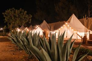 Zahrada ubytování Nomada Glamping & Aguas Termales - San Miguel de Allende X NANTLI LIVING