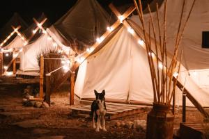 Domácí mazlíčci ubytovaní s hosty v ubytování Nomada Glamping & Aguas Termales - San Miguel de Allende X NANTLI LIVING