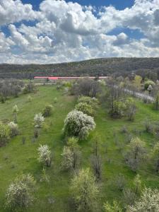 a train traveling through a field with trees and bushes at Kechi in Tsaghkadzor