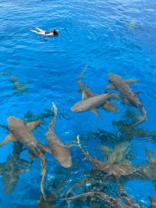 a group of dolphins in the water with a person swimming at Thulusdhoo Garden Villa in Thulusdhoo