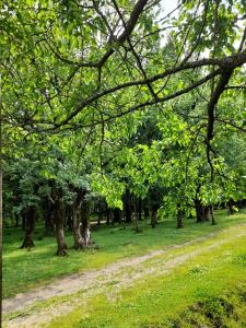 un camino de tierra a través de un parque con árboles en gogi, en Tskaltubo