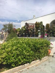 une rangée de buissons verts devant un bâtiment dans l'établissement Sunny Sea House, à Rafína