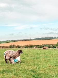 a baby sheep is playing in a field at The Hideaway in Fakenham