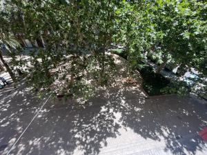 un árbol con flores blancas en una acera en Valencia Apartament Encantador, en Valencia