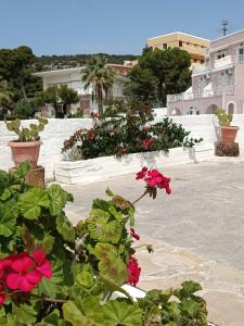 een groep bloemen in potten op een dak bij Meltemi apartments in Agia Marina Aegina