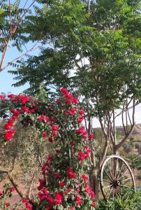 Ein Haufen roter Rosen auf einem Baum mit einem Rad in der Unterkunft Valley Views Full House Stargazing in Valencia in Ayora