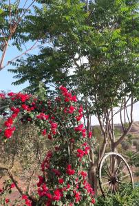 a bunch of red roses on a tree with a wheel at Valley Views Full House Stargazing in Valencia in Ayora