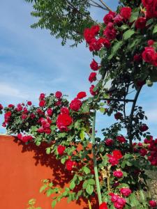 Ein Haufen roter Rosen hängt an der Wand in der Unterkunft Valley Views Full House Stargazing in Valencia in Ayora