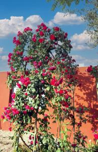 a bunch of red flowers in a pot on a wall at Valley Views Full House Stargazing in Valencia in Ayora