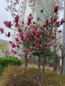 Zahrada ubytování Cozy accomodation near chilgok gyeongdae hospital
