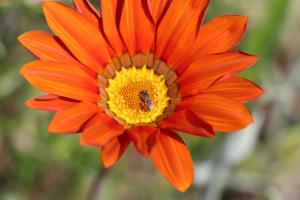 a orange flower with a bee on top of it at B&B Bessy 10 in Antibes