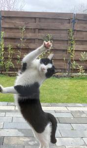 a black and white cat standing on its hind legs at Pod Świerkami in Boszkowo