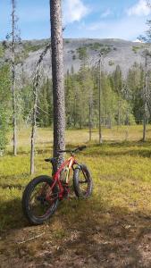 un vélo garé à côté d'un arbre dans un champ dans l'établissement Lapintaika, à Luosto