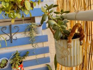 eine Topfpflanze in einem Eimer an einer Wand in der Unterkunft Junto al casco antiguo con terraza in Sevilla