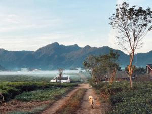 um cão a andar numa estrada de terra com um autocarro em Tiệm Cà Phê Mer Homestay & Coffee Mộc Châu em Mộc Châu