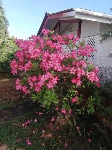 Zahrada ubytování MISS LUCY + 15 fotografií