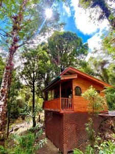 聖何塞的住宿－Cabaña Anturios，森林中间的树屋