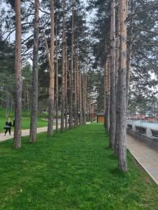a row of trees in a park with a person sitting on a bench at Apartman Giron in Zlatibor