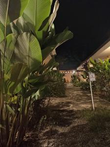un montón de plantas en un patio por la noche en Bijao Hostel, en Tarapoto