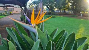 a plant with an orange flower in a park at Log in At 118 Self Catering Unit 2 in Meyerton