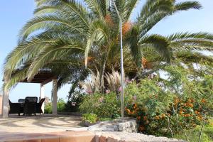 a palm tree sitting on top of a patio at Villa Can Portmany in Sant Josep de Sa Talaia