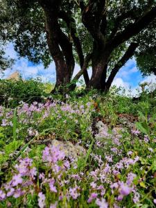 Imagen de la galería de בקתת מרווה, en Abirim