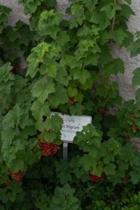 Zahrada ubytování Fiori&vigne di Cecilia Marcon