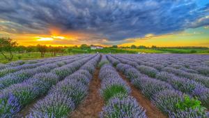 a field of lavender with the sunset in the background at Glamping Livada cu lavanda 
