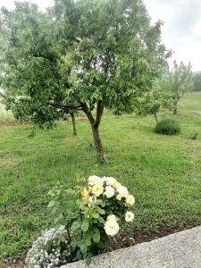 a bush of flowers in front of a tree at Holiday home Filip i Petra in Donji Proložac