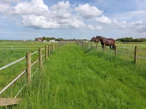 two horses standing in a field behind a fence at Braemar Equestrian, East Riding of Yorkshire in Burton Pidsea