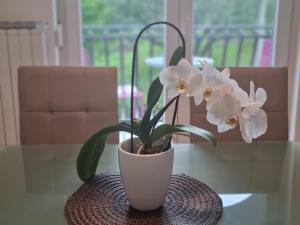 a white plant in a white vase on a table at Apartments Villa Bazilika in Sečovlje