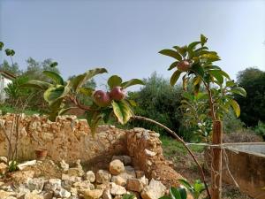 a tree with red apples on it next to a stone wall at Casalinho in Portugal Country House in Tomar
