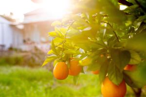 Un mucchio di arance appese ad un albero. di Casalinho in Portugal Country House a Tomar