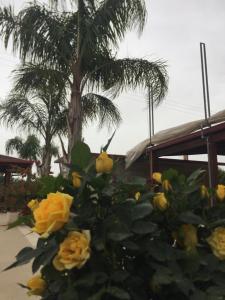 a bouquet of yellow roses in front of a palm tree at B&B Villa Lucari in Comiso