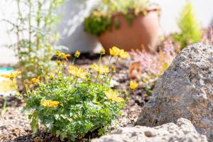 um jardim com flores amarelas e uma rocha em 湯庵 完全貸し切り庭付き em Matsue