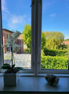 Solrig og moderne villalejlighed tæt på midtbyen : نافذة فيها زرع في مزهرية على طاولة