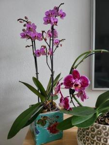 a vase filled with purple flowers on a table at Eksklusiv villalejlighed m/ have in Holme +13 photos