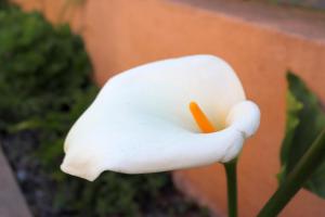 a white flower with a carrot inside of it at Rooms Zvonimir in Split