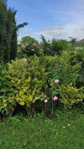 um jardim com flores cor-de-rosa e arbustos verdes em Casa Rosanna em Peschiera del Garda