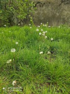 un campo de hierba verde alta con flores blancas en Casa Maria 