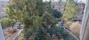 a group of stairs with trees on a city street at "sara accommodation room "no Egyptians "Dormitory room in Cairo