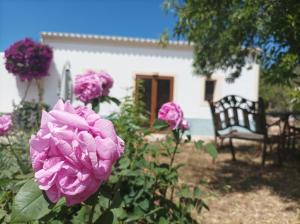 a pink flower in front of a house with a bench at Can Pep Pardal in Sant Miquel de Balansat