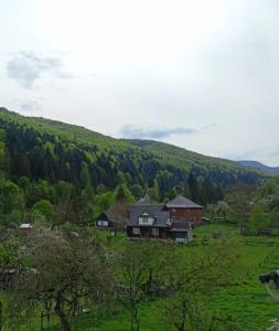 a house in the middle of a field with a hill at Гостьовий двір in Yaremche