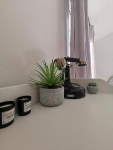 Una planta colocada sobre un mostrador junto a un secador de pelo. en La Chambre du Saunei, en Castelnau-de-Guers 5 fotos más