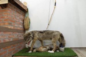 Domácí mazlíčci ubytovaní s hosty v ubytování Vila Dimitrijevic Lisine