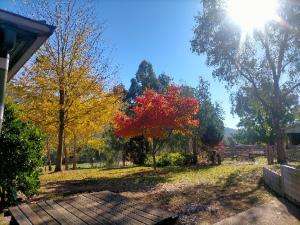 un parco con alberi con il sole sullo sfondo di Riverbend Homestead a Bright