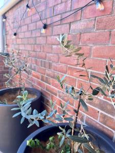 a group of potted plants against a brick wall at Downtown Narrabri in Narrabri