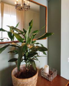 a plant sitting on a table in front of a mirror at NORDIC уютный домик в скандинавском стиле в горах Алматы in Besqaynar