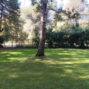 drzewo pośrodku pola trawy w obiekcie Deume alpina w mieście Chillán