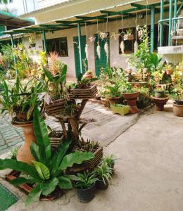 a bunch of potted plants in front of a building at บ้านอังกาบ Aungkab homestay in Ban Muang Len